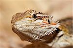 Bearded dragon head