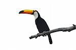 The cut out toco toucan on a branch