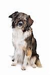 mixed breed tri-colored dog in front of a white background