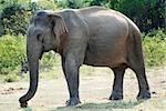 Wild female elephant (lephus maximus vilaliya). Safari in a National Park Yala, Sri Lanka