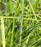 two dragonflies on green herb