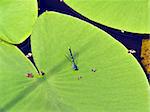 dragonfly on sheet of the water lily