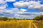 Rural late summer landscape. Dirt road among trees and meadows