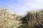 tall grass on sand dunes on the west coast of ireland