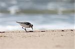 Sanderling looking for food on the wet sand of the beach.