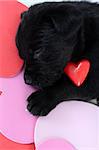 Cute black puppy with red ceramic heart
