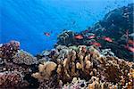 The view of a coral scene with fairy basslests swimming around, Red sea, Egypt