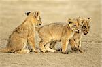 Three cute lions cubs (Panthera leo), Kalahari desert, South Africa