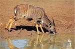 Male Nyala antelope (Tragelaphus angasii) drinking water, Mkuze game reserve, South Africa