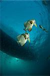 Batfish swimming near a boat, Thistlegorm, Egypt