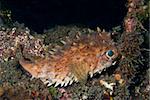 Fine spotted porcupinefish laying on a coral reef, Solawesi, Indonesia