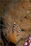 The view of a banded coral shrimp in a general reef scene, Sulawesi, Indonesia