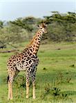 Giraffe at the savannah in Kenya