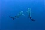 The view of bull sharks swimming together, Pinnacles, Mozambique