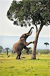Elephant by a tree
