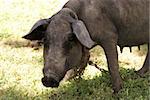 A farmers pig is tied up with a rope and chain.