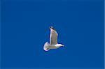 Herring Gull in flight large gull closeup
