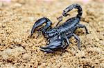Macro of a scorpion on the sand