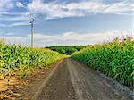 dust country lane across the corn field