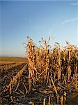 Field of corn being harvested in the autumn