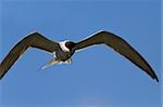 common terns (sterna hirundo hirundo) in flight on a blue sky