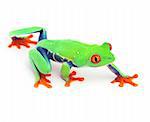 red eye treefrog frog crawling macro isolated exotic curious animal bright vivid colors of tropical rain forest Costa Rica cute and funny amphibian