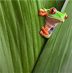 curious red eyed tree frog hiding in green background leafs Agalychnis callydrias exotic amphibian macro treefrog copyspace