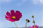 Pink Cosmos flower and blue sky