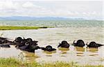 Water Buffalo herds soak water in Thailand