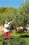 Traditional olive harvest, using poles and nets