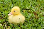 Small yellow duckling outdoor on green grass