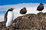 penguin resting on the stony coast of Antarctica