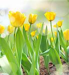 beautiful yellow tulips with light reflect in morning