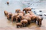 Herd of elephants bathing in the river, Sri Lanka