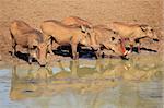 A family of warthogs (Phacochoerus africanus) drinking water, Mkuze game reserve, South Africa