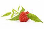 Ripe raspberry with green leaf on white background