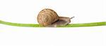 Snail on green stick over white background