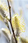 Spring time willow catkins aments on a willow.