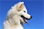 portrait of a cute purebred puppy samoyed dog