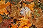 Details of autumn forest. Shell on the falling leaves