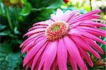 Pink gerbera flower close up picture.