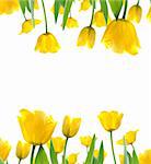 beautiful yellow tulips on white for background