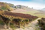 Vignoble italien de Barbera au cours de la saison automne