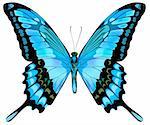 Beautiful vector isolated blue butterfly