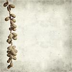 textured old paper background with phoenix palm tree fruit