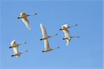 Tundra Swans flying in a clear blue winter sky.