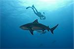 The view of a bull shark being photographed, Pinnacles, Mozambique