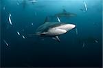 A close up on a blacktip shark with more sharks and fish in the background, KwaZulu Natal, South Africa