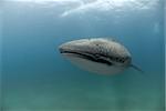 The front view of a whale shark swimming, KwaZulu Natal, South Africa