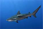 The side view of a bull shark and fish swimming together, Pinnacles, Mozambique